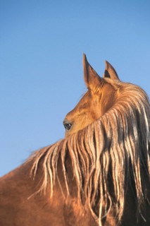 Arabian, Horse