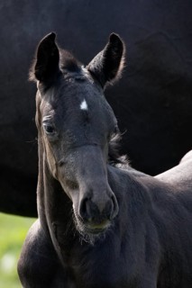 Hanoverian, foal