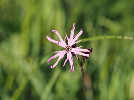Red campion (Silene dioica), near Irdning, Ennstal, Styria, Austria, Europe