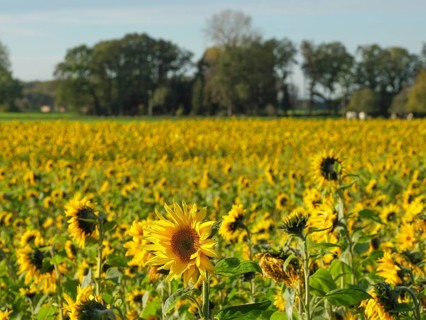 Large field with sunflowers, single flowers in the foreground and trees in the background, blooming