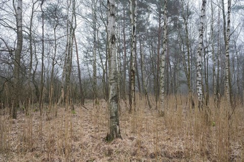 Downy birches (Betula pubescens) in winter, Lower Saxony, Germany, Europe