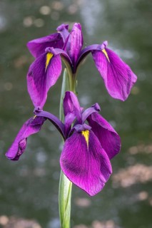 Bristle-pointed iris (Iris setosa), Emsland, Lower Saxony, Germany, Europe