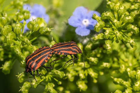 Italian striped bugs (Graphosoma lineatum), mating, Emsland, Lower Saxony, Germany, Europe