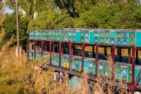 Colourfully painted beehives in a row, beekeeper, Kyrgyzstan, Asia