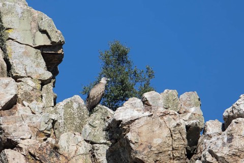 Griffon vulture (Gyps fulvus), Monfraguee National Park, Extremadura, Castilla La Mancha, Spain,