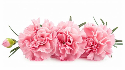 A group of pink carnations lying down diagonally with visible green leaves on a white background,
