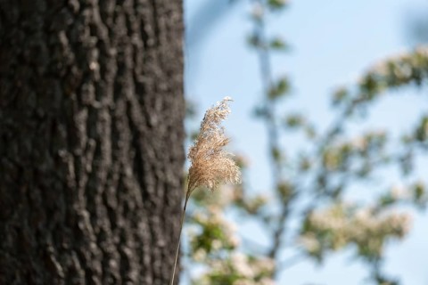 Pampas grass, reeds, tree bark, Droemling Biosphere Reserve, Mannhausen, Saxony-Anhalt, Germany,