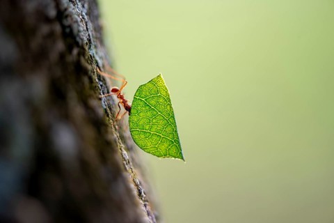Leaf-cutter ant (Atta cephalotes) carrying a piece of leaf, rainforest, Tortuguero National Park,