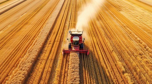 Combine harvester. collecting harvest of rye and wheat, Agriculture grain farming concept, AI