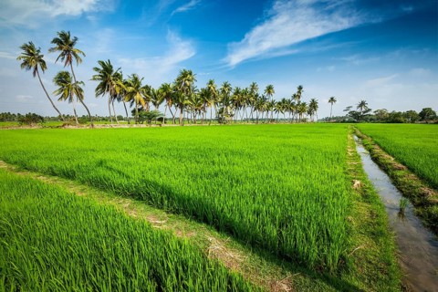 Rural Indian scene, rice paddy field and palms. Tamil Nadu, India, Asia