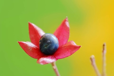 Japanese clerodendrum or Chinese clerodendrum (Clerodendrum trichotomum), fruiting stem, native to