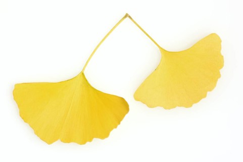 Ginkgo (Ginkgo biloba), leaf in autumn on a white background