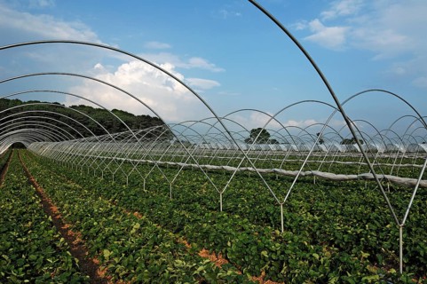 Strawberry plantations with tent poles, Chilcote, South Derbyshire, England, Great Britain