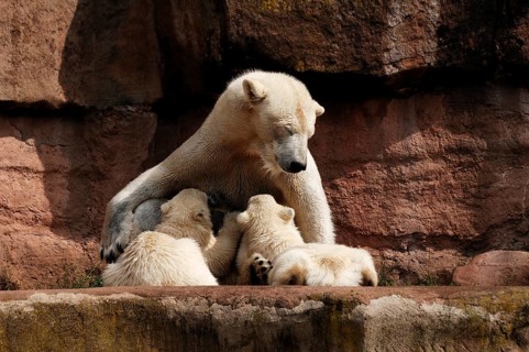 Polar bear mother suckling her two young polar bears, Ursus maritimus, Nuremberg Zoo, Am Tiergarten