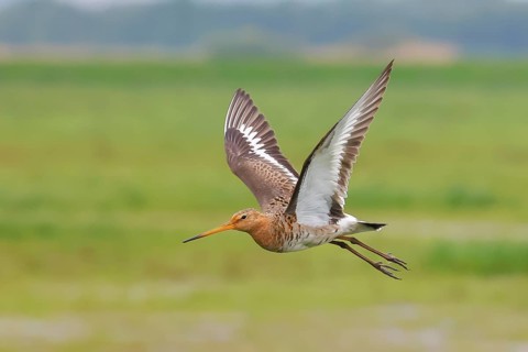 Black-tailed godwit (limosa limosa) in flight, snipe birds, Ochsenmoor, Duemmer See nature park