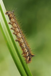 Drinker moth (Euthrix potatoria), caterpillar, North Rhine-Westphalia, Germany, Europe