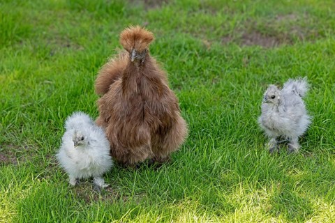Silkie hen with chicks, Wittorf, Samtgemeinde Bardowick, Lower Saxony, Germany, Europe
