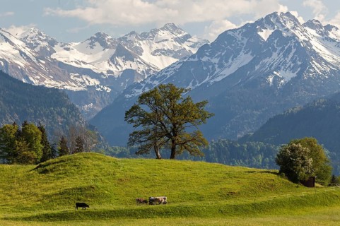 Group of trees with cattle in spring, snow-covered mountains of the Allgaeu Alps in the background,