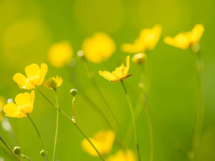 Meadow with tall buttercups (Ranunculus acris), buttercup, common buttercup, near Irdning, Ennstal,