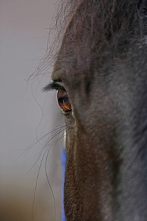 Friesian, Friesian horse, eye