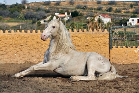 Andalusian, Andalusian horse, Antequera, Andalusia, Spain, Europe