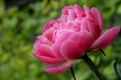 Peony (Paeonia Coral Charm), Emsland, Lower Saxony, Germany, Europe