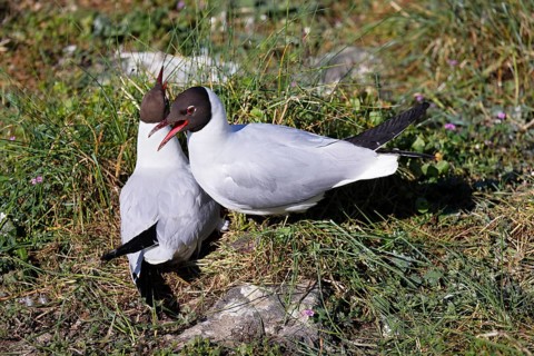 Breeding Black-headed Gulls (Larus ridibundus) also pair at the breeding site, North Sea coast,
