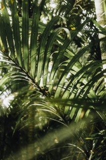Leaves of a Rhopalostylis sapida palm tree taken at sunset in a park in Auckland, New Zealand,