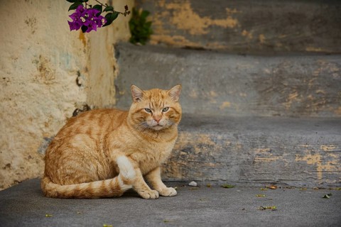 Relaxed red cat sitting on the concrete floor of a street, near Grand Master's Palace, Knights'