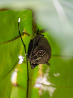 Tent-making bat (Uroderma bilobatum) hanging under a leaf, Tortuguero National Park, Costa Rica,