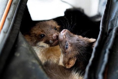 Beech marten (Martes foina), practical animal welfare, two young animals in a transport box in a
