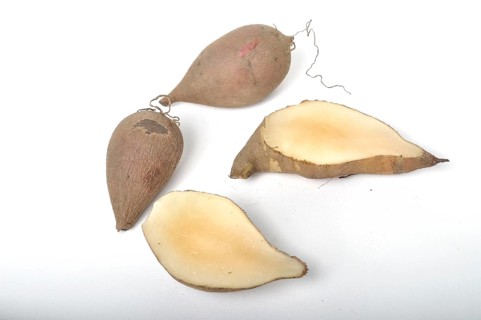 Yacon roots on a white background