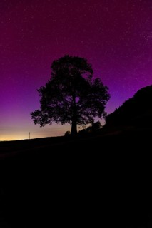 Silhouette of lime tree in front of aurora borealis, northern lights due to solar storm,