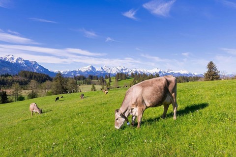 Dairy cows on a pasture, snow-covered mountains, hiking area, forest, trees, Allgaeu Alps, near
