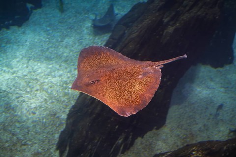 Honeycomb whipray or leopard whipray Himantura Undulata stingray underwater