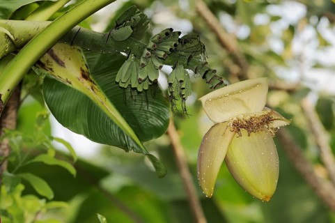 Japanese fibre banana (Musa basjoo), flower and bananas