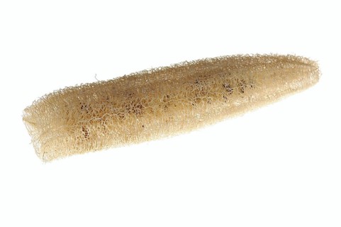 Sponge cucumber (Luffa aegyptiaca, Luffa cylindrica), fibrous interior of the ripe fruit, used as a