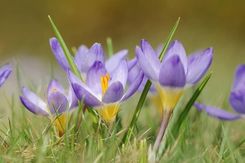 Sieber's crocus or Greek dwarf crocus (Crocus sieberi), North Rhine-Westphalia, Germany, Europe