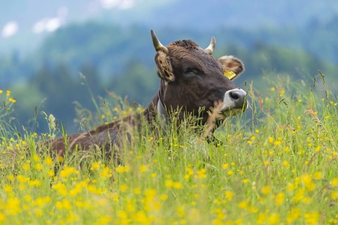 Allgaeu Brown Swiss, (Bos primigenius taurus), Allgaeu, Bavaria, Germany, Europe