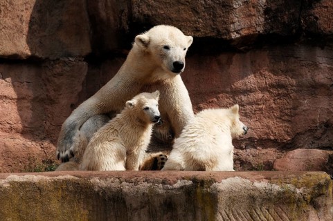 Polar bear mother with two young polar bears, Ursus maritimus, Nuremberg Zoo, Am Tiergarten 30,