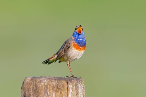 White-starred bluethroat (Luscinia svecica cyanecula), male, singing from a wooden fence post,