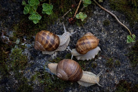 Three burgundy snails (Helix pomatia) crawling, rock garden, Stuttgart, Baden-Wuerttemberg,