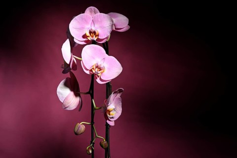 Pink orchid (Phalaenopsis) on dark purple background