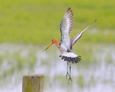 Black-tailed godwit (limosa limosa) approaching pasture fence, snipe birds, Ochsenmoor, Duemmer See