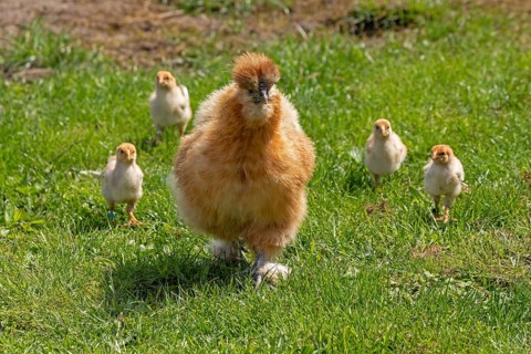 Silk hen with Wyandotte chick, hen, Wittorf, Samtgemeinde Bardowick, Lower Saxony, Germany, Europe