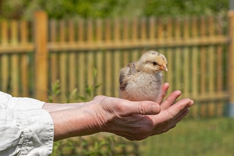 Pedigree chicken chick sits in hand, Wittorf, Samtgemeinde Bardowick, Lower Saxony, Germany, Europe