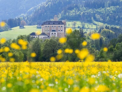 Meadow with tall buttercup (Ranunculus acris), buttercup, common buttercup, behind Trautenfels