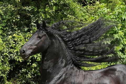 Friesian, Friesian horse, Mane