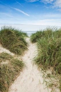 Marram grass (Ammophila arenaria) on dune and beach, Wadden Sea, Schillig, Wangerland, East Frisia,