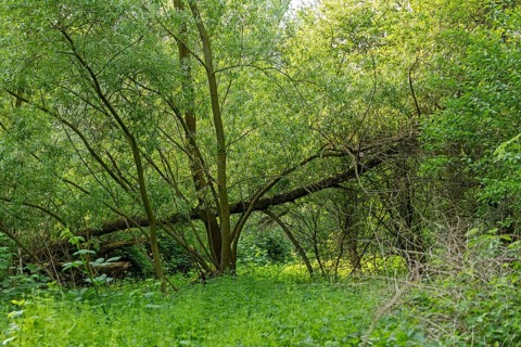 Trees, biosphere reserve, Boizenburg, Mecklenburg-Western Pomerania, Germany, Europe